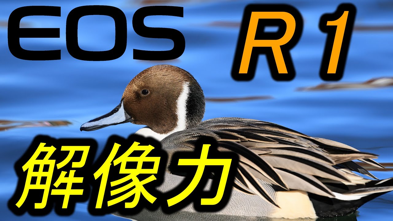 EOS R1，解像力とＧＤローパスフィルター