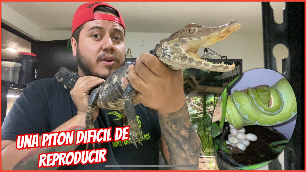 NUESTRO CAIMÁN Y HUEVOS DE PITÓN VERDE 🥚🐍🐊