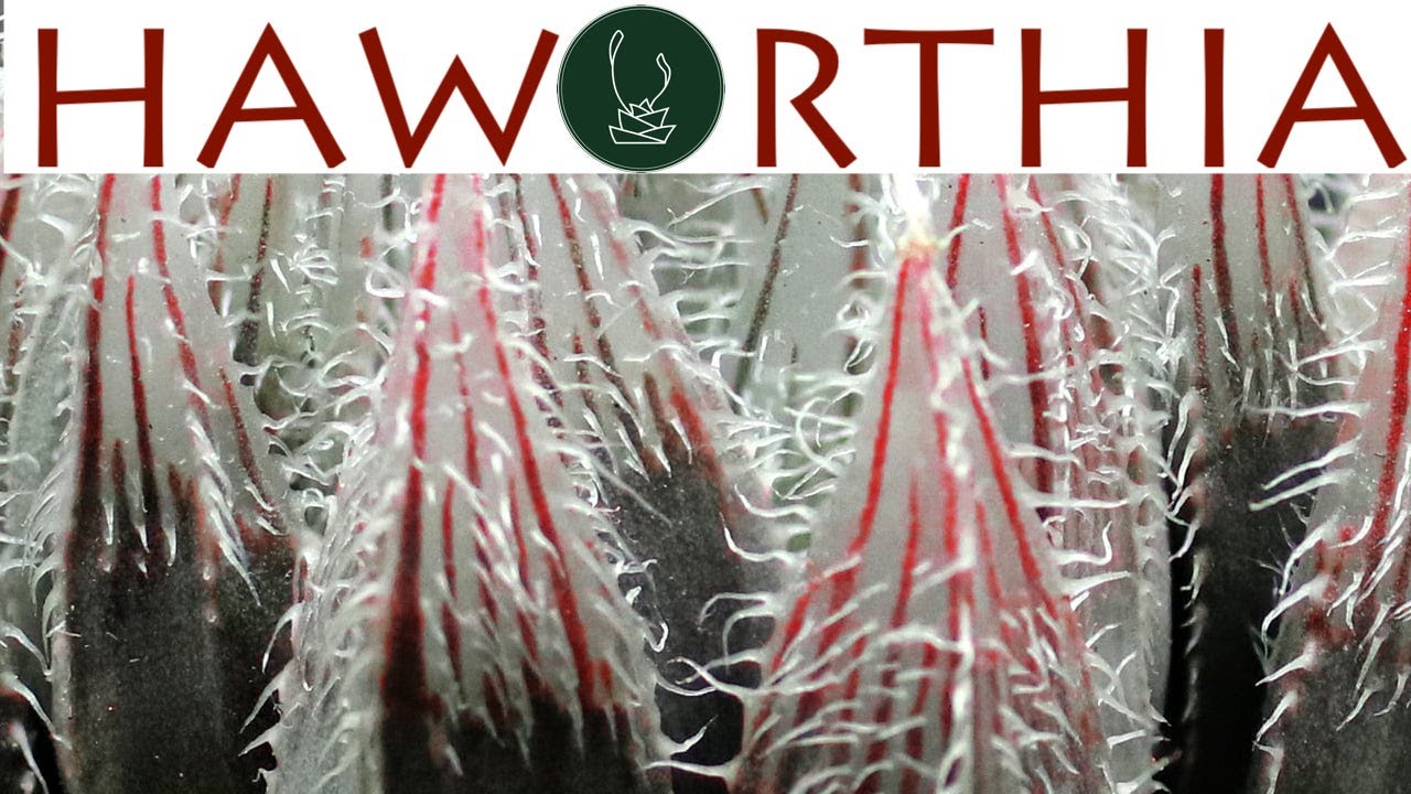 Haworthia | Hanny Hossny【TCSC Monthly Meeting】20210420