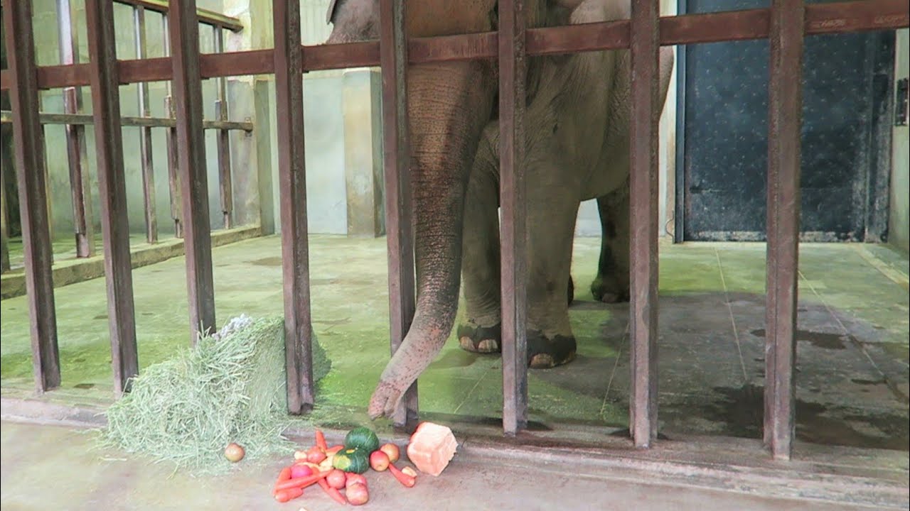 ゾウの食事　食パン一斤を一気食いしカボチャを足で割って食べる【神戸市王子動物園】Elephant eat a loaf of bread & crush a pumpkin with her foot