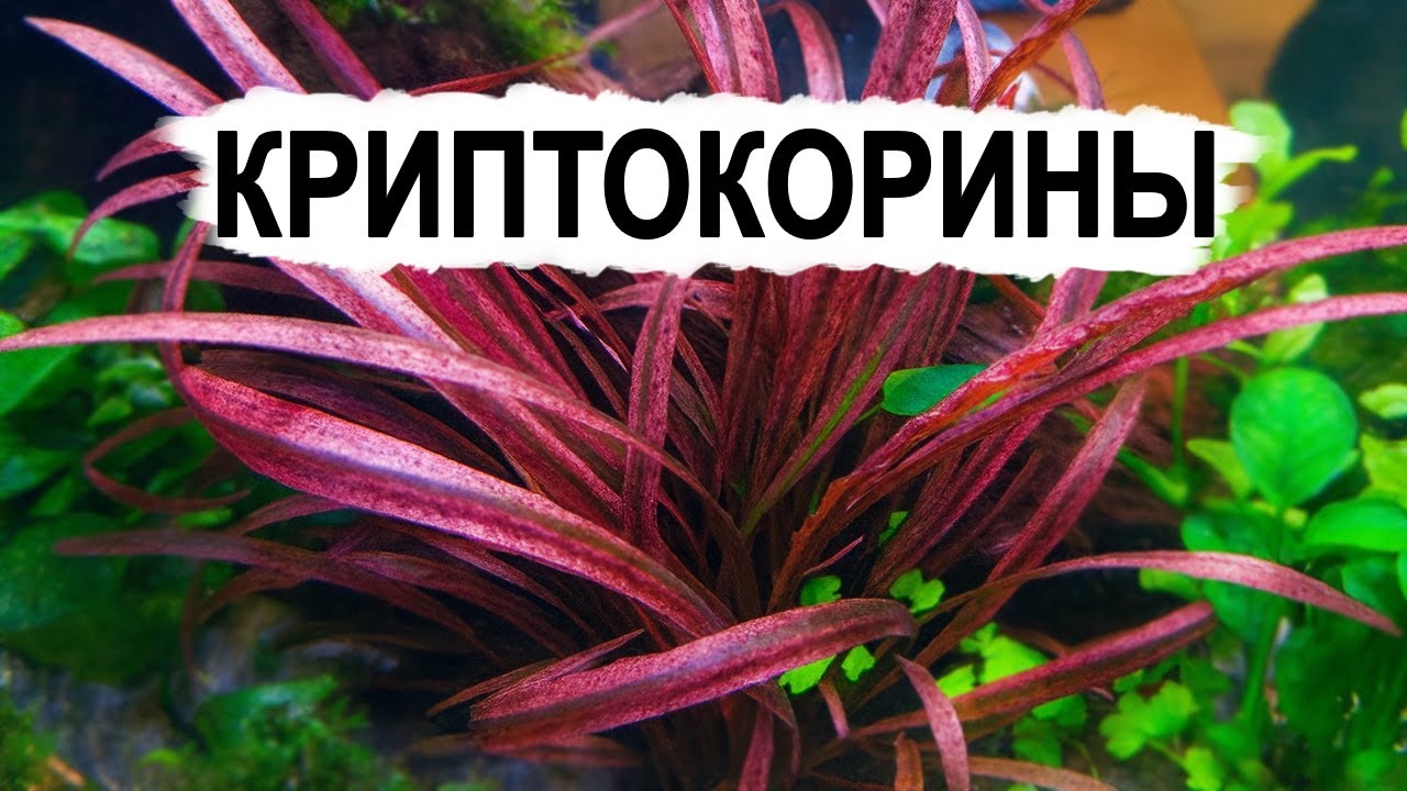 Секреты криптокорин: виды, уход, проблемы и решения.