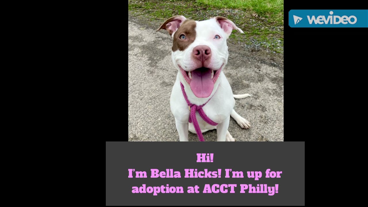 Bella-Hicks available for adoption, foster and rescue at Acct Philly! kennel #A-85571
