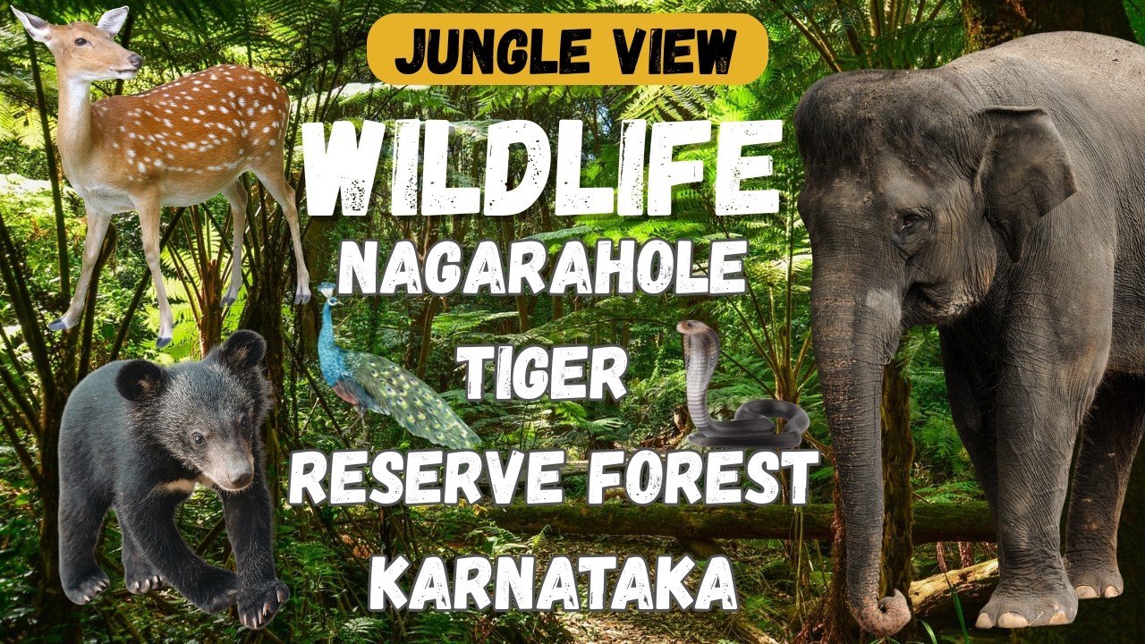 🐘 Nagarhole Tiger Reserve | Karnataka Wildlife | Jungle View 🌿