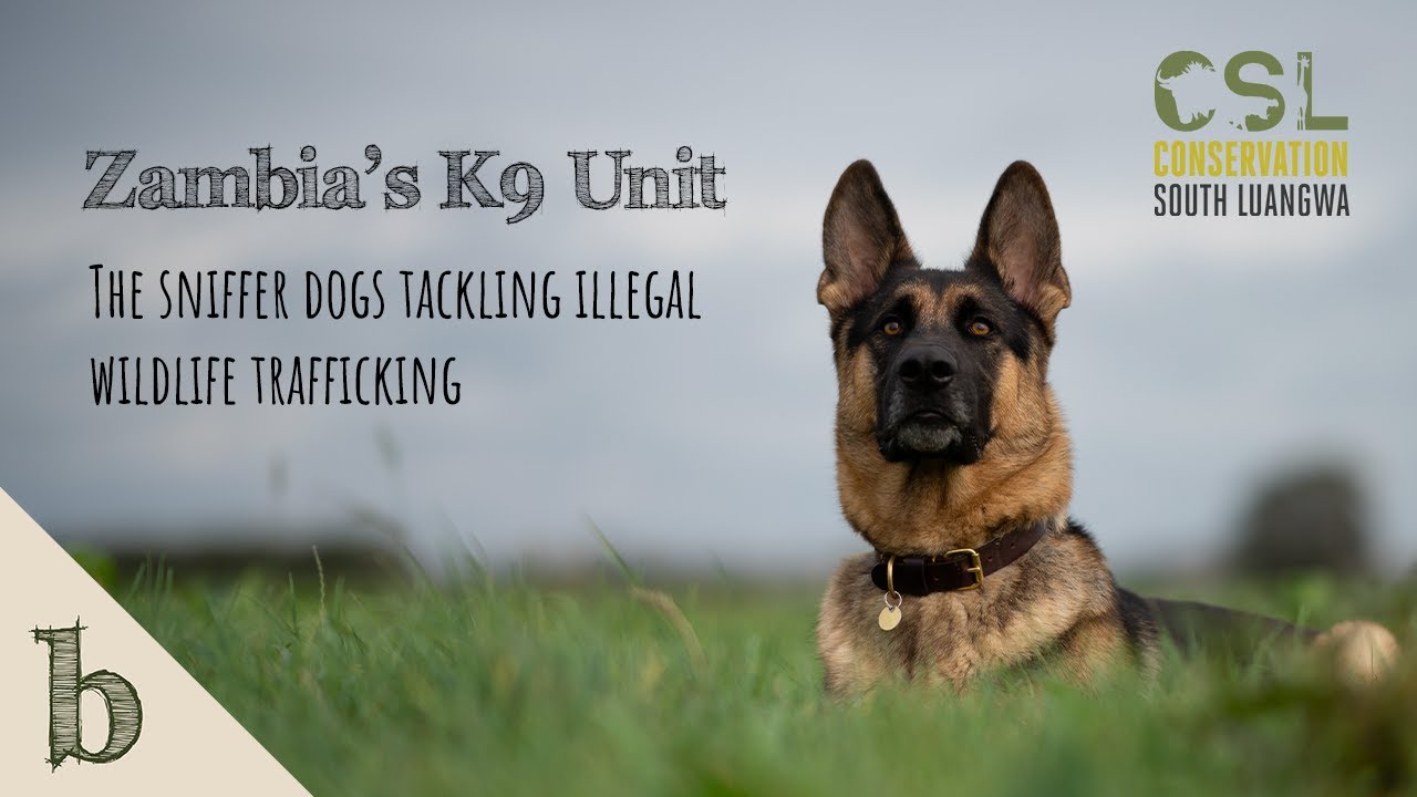 Zambia's K9 unit: The sniffer dogs tackling illegal wildlife trafficking
