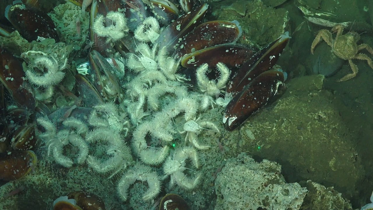 New species found where methane gas seeps from the ocean floor