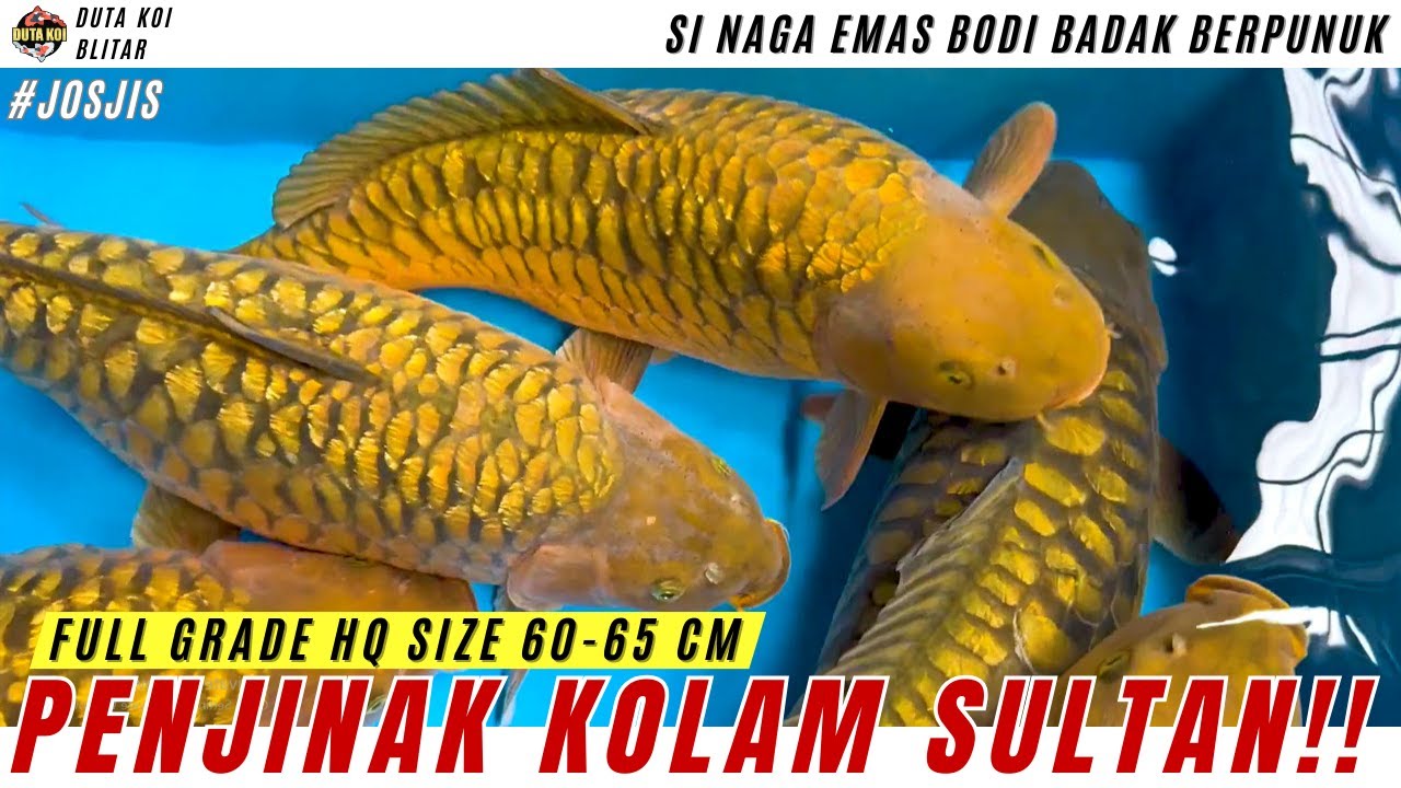 JOS JIS!! KOI BLITAR KOLEKSI SULTAN!! SIZE 60-65 CM HIGH QUALITY PENJINAK BODI BADAK!!
