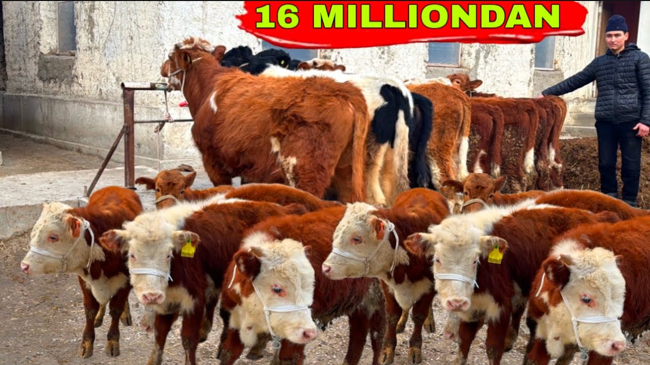 16 MILLIONDAN MEGA MEGA ARZON JOYI✅✅✅21 января 2026 г.