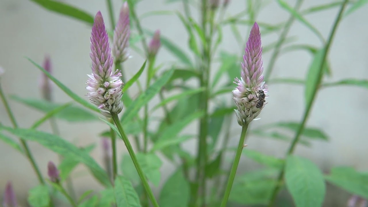 Beautiful flower   beautiful Flower Ser Morn | Amazing ​Flowers EP3