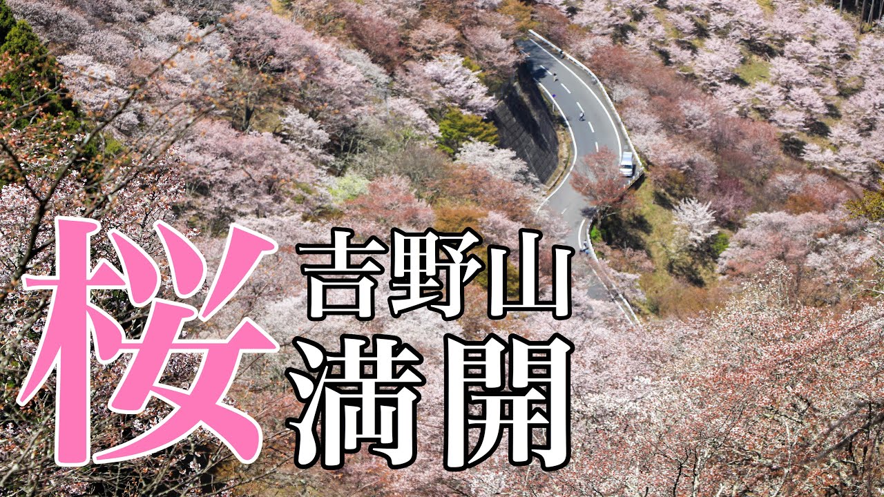 【ハイキング】桜満開！世界遺産の吉野山へお花見ハイキング