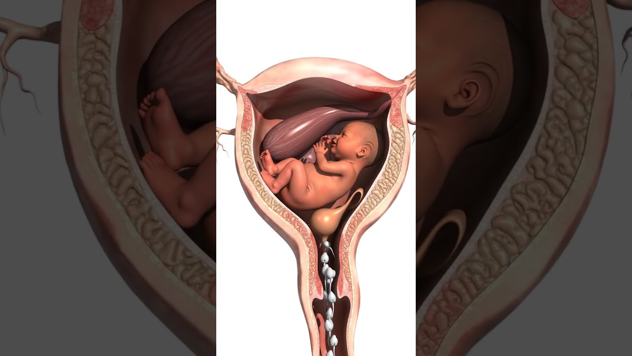 Unborn Baby in Mother&rsquo;s Womb | Cells Rising & Developing Inside Womb #pregnancy #unbornbaby #shorts