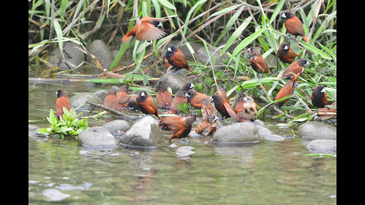 黑頭文鳥之家 Home of Black-headed Munia
