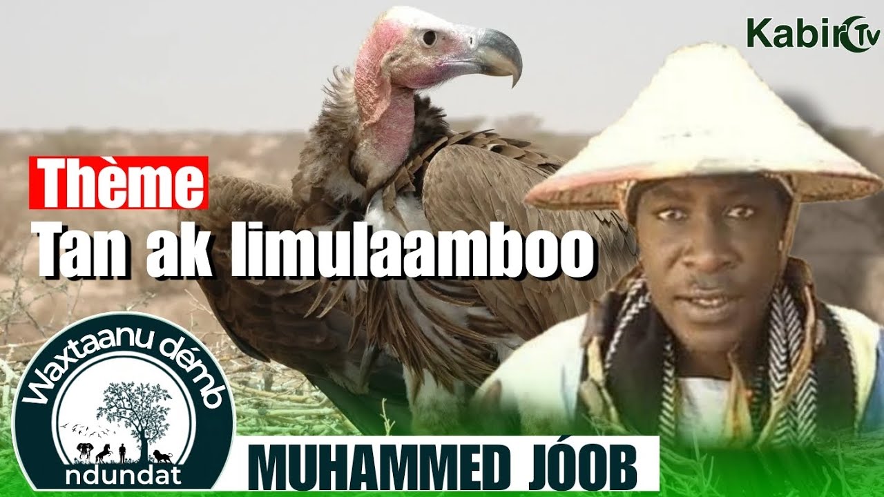 Waxtaanu Démb ak Ndundat Thème : Tan ak Limulaamboo - MUHAMMED JÓOB