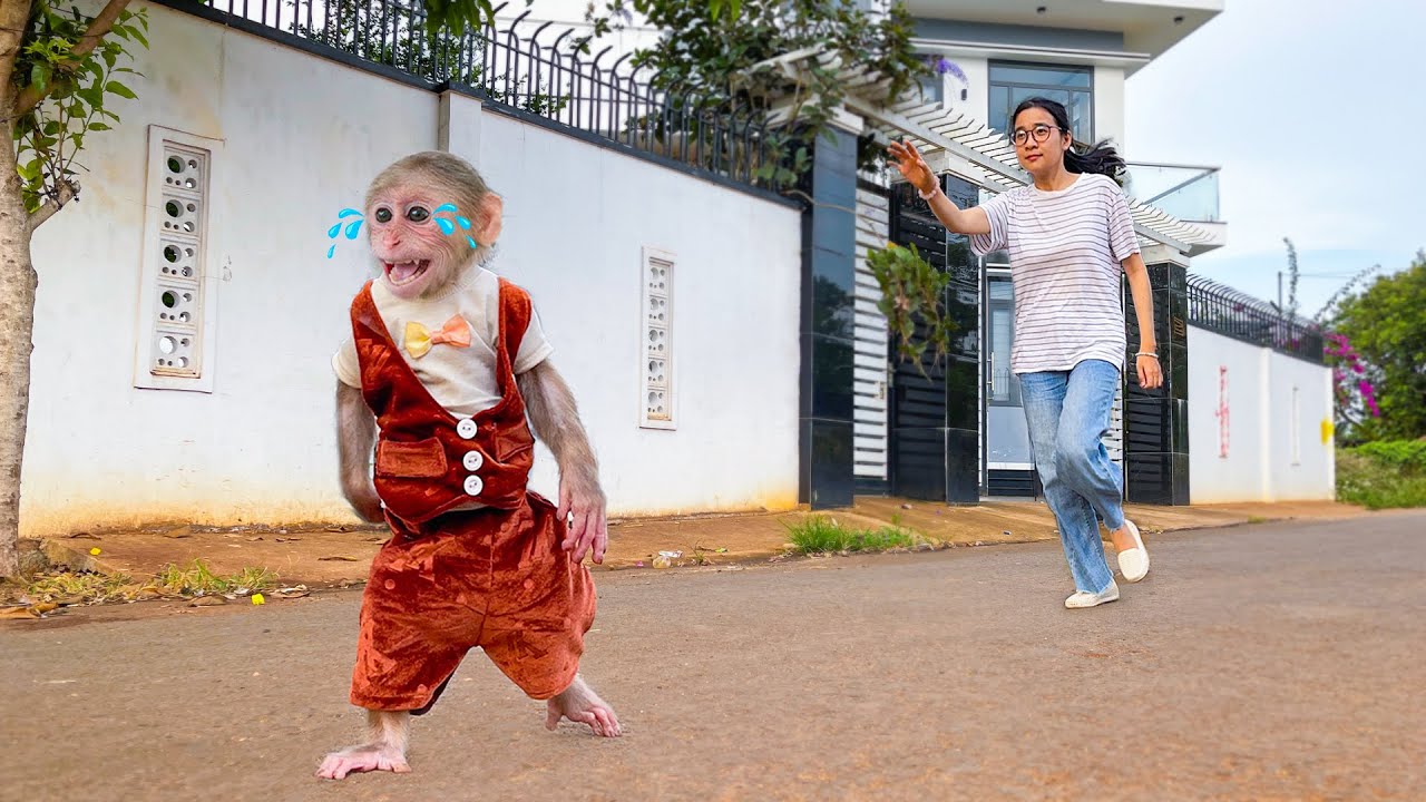 Cubis Cried and Ran Away from Aunt in panic to find Dad!