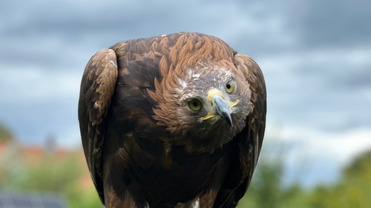 Catho macht Bodybuilding, Zeitlupe und Fips ist hübsch 🦅🦉😊 Greifvogelwarte Feldatal