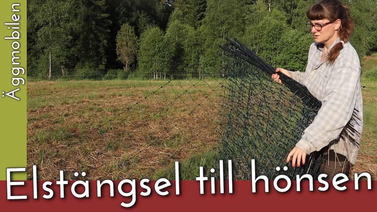 Så sätter du upp elstängsel till hönsen