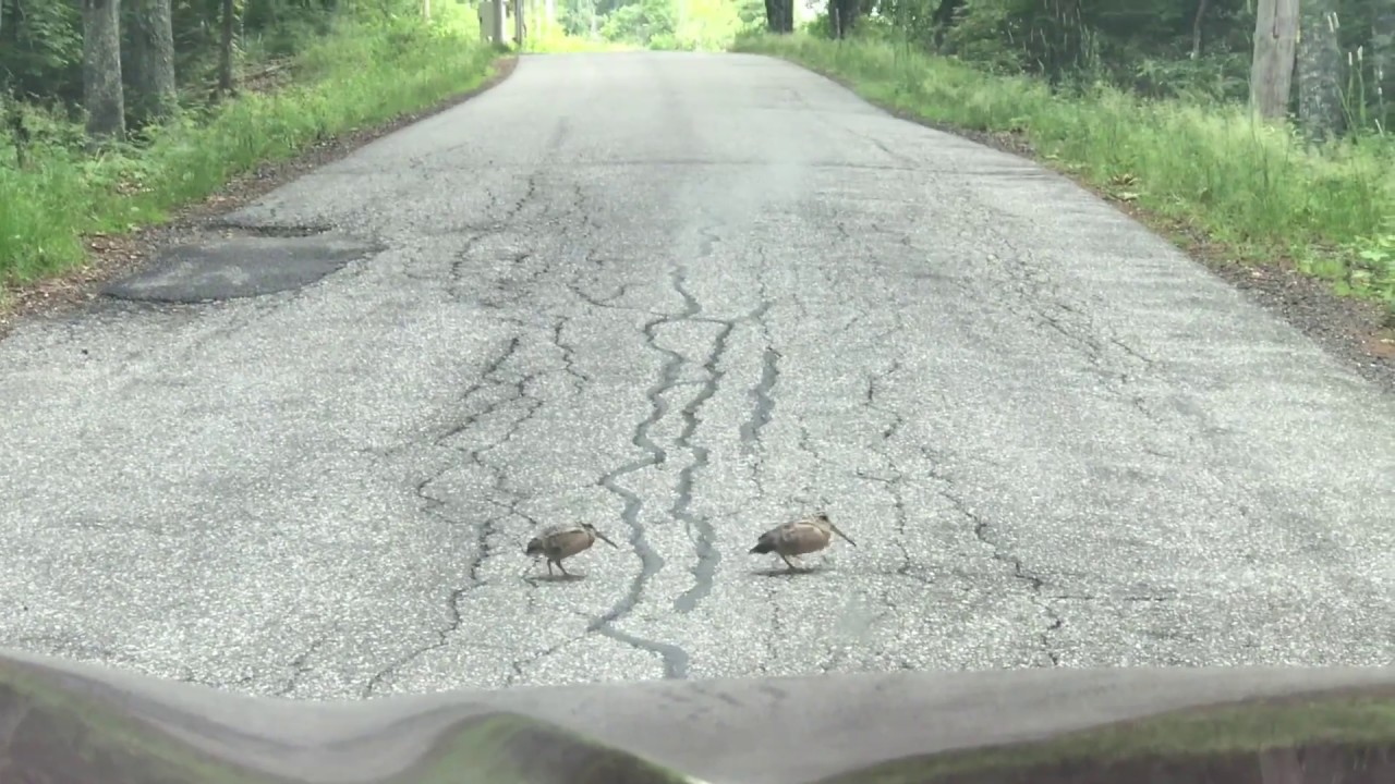 Woodcocks dancing across the road