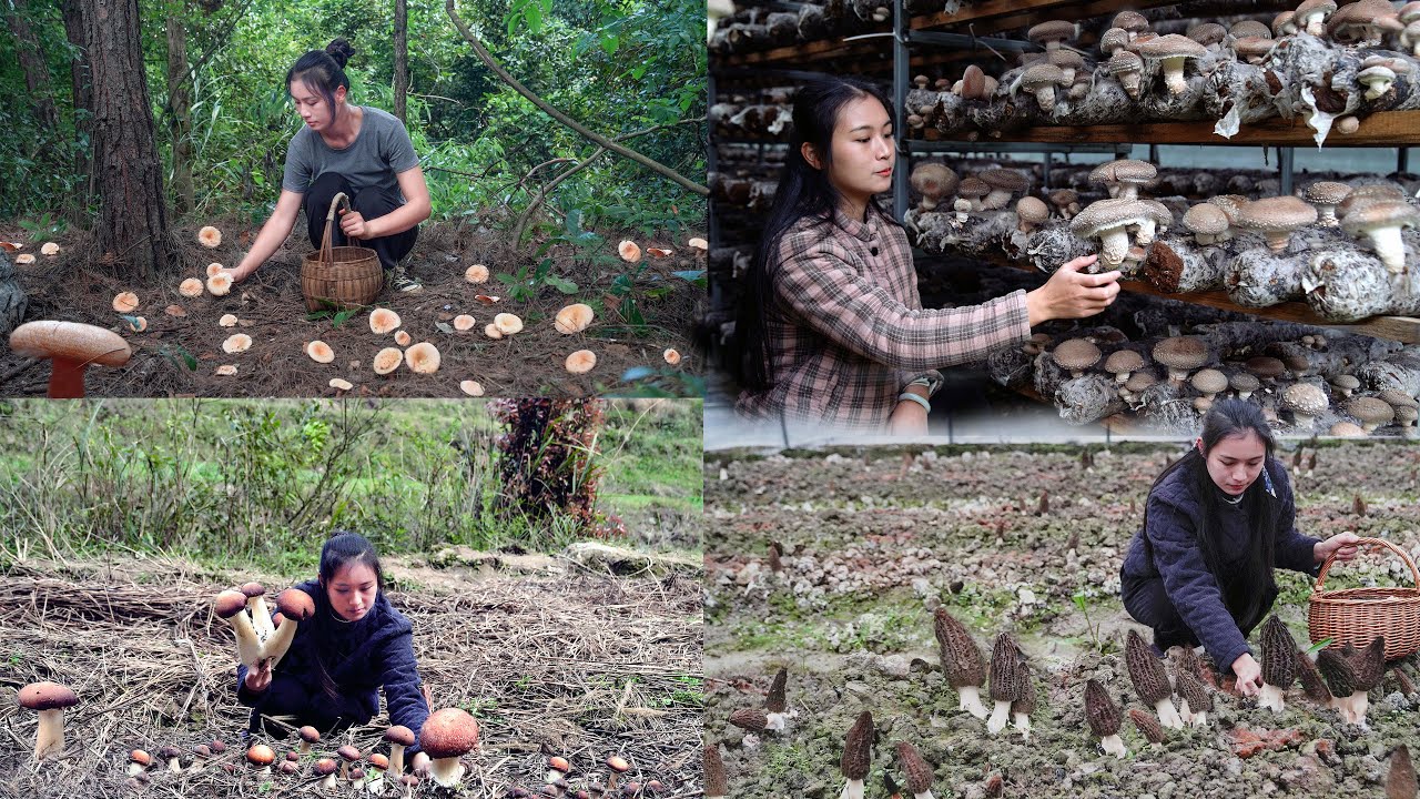 Different Varieties of Mushrooms Bring Different Flavors