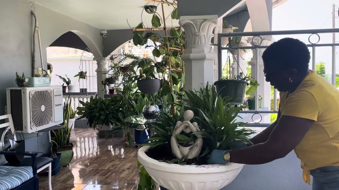 Exciting plant Haul.Aglaonema Cutlass and much more