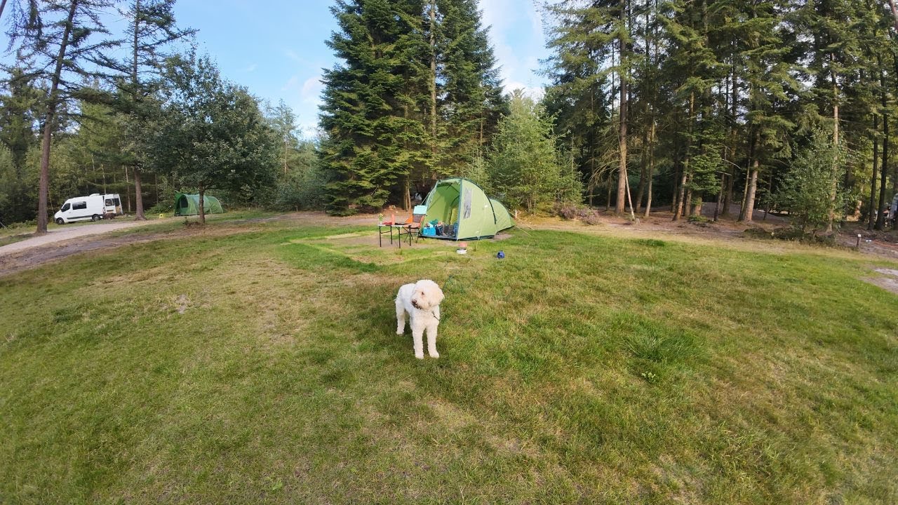 Kamperen in het bos met de hond + muizen in de tent & 50 abonnees | Natuurkampeerterrein Borger