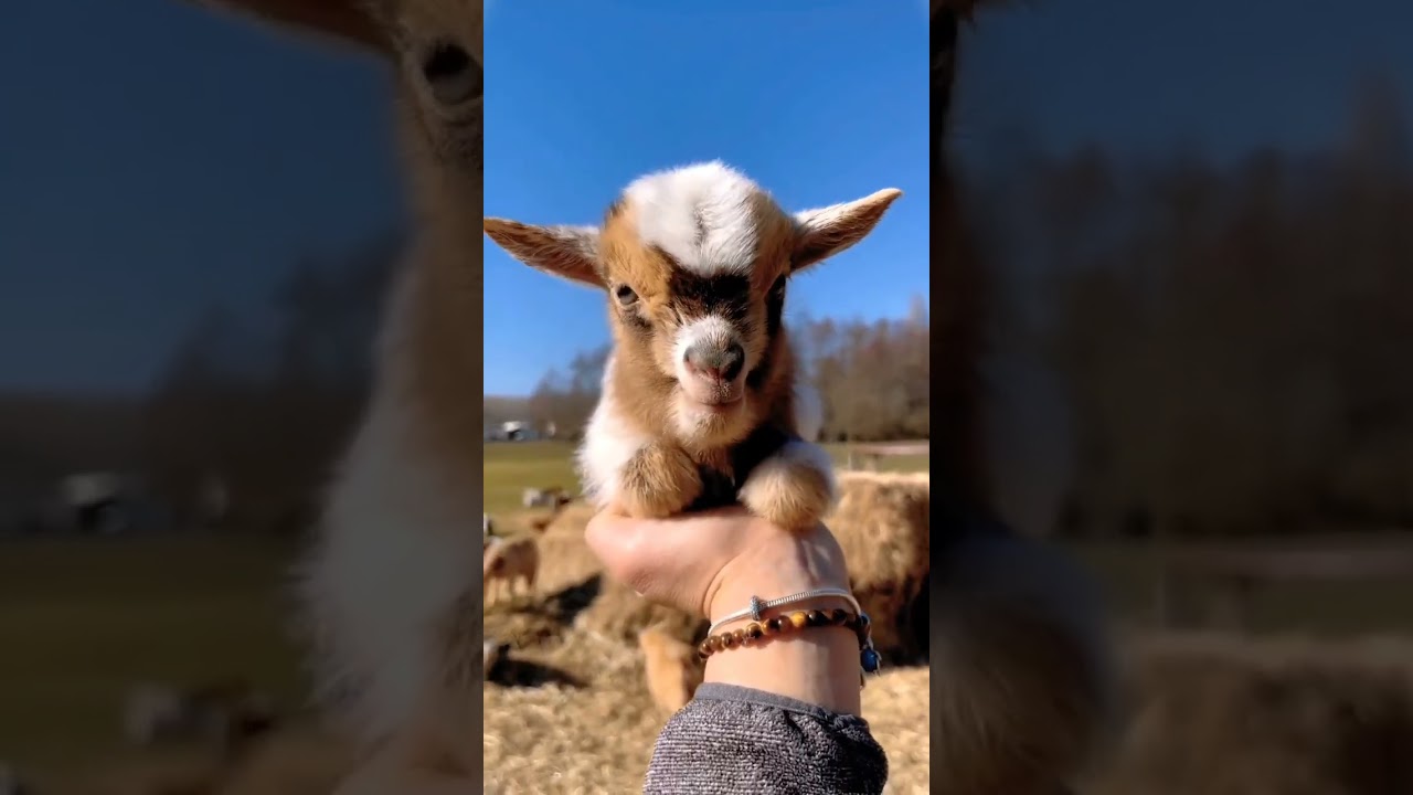 Cabrito mais fofo que voc&ecirc; j&aacute; viu