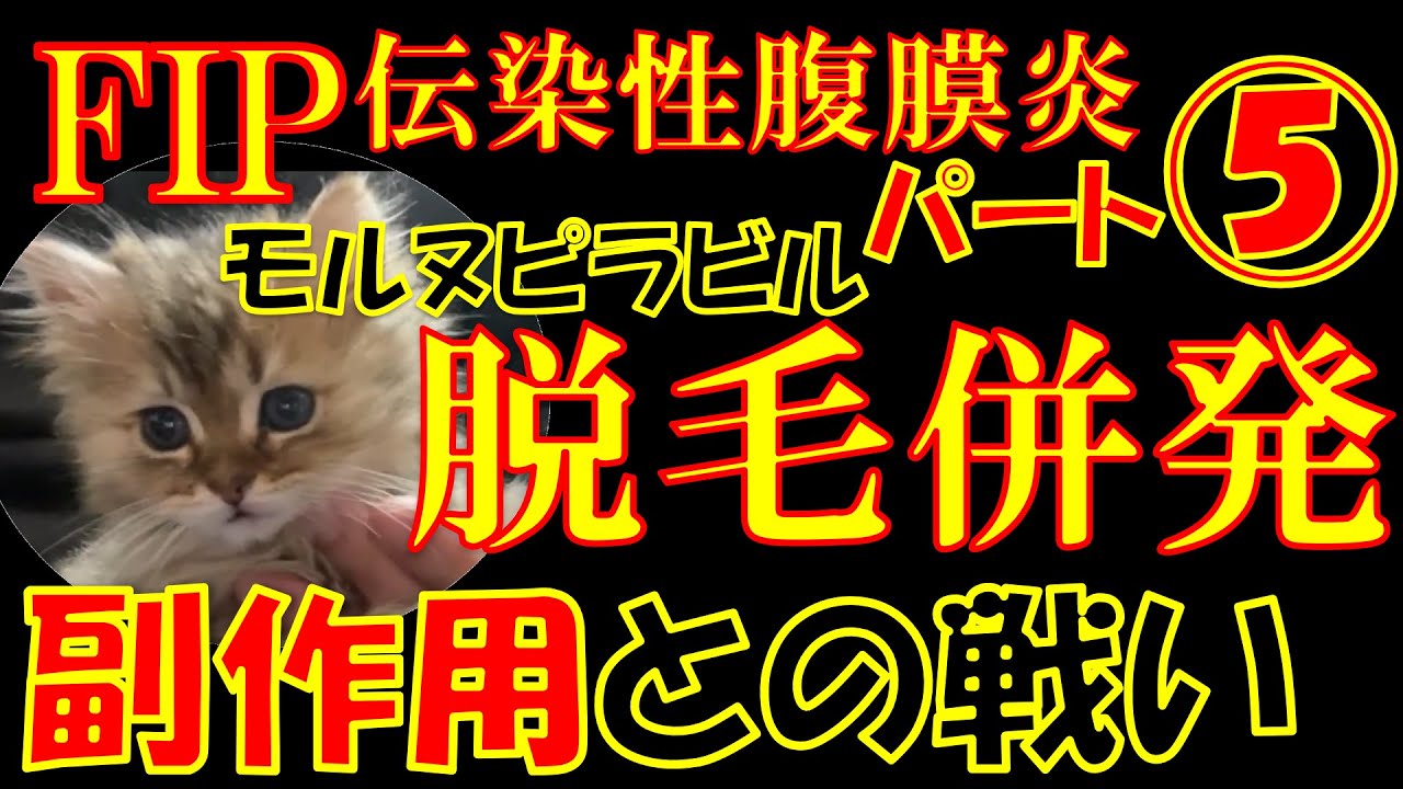 【FIP】猫伝染性腹膜炎パート⑤脱毛併発？副作用との戦い！致死率９９％の難病克服