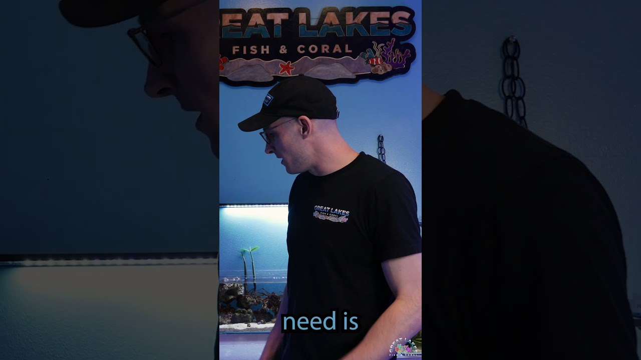 How to DIP Fish & Inverts: Part 1  #aquarium #fishtank #fish #aquascape #aquariumfish #coral #ohio