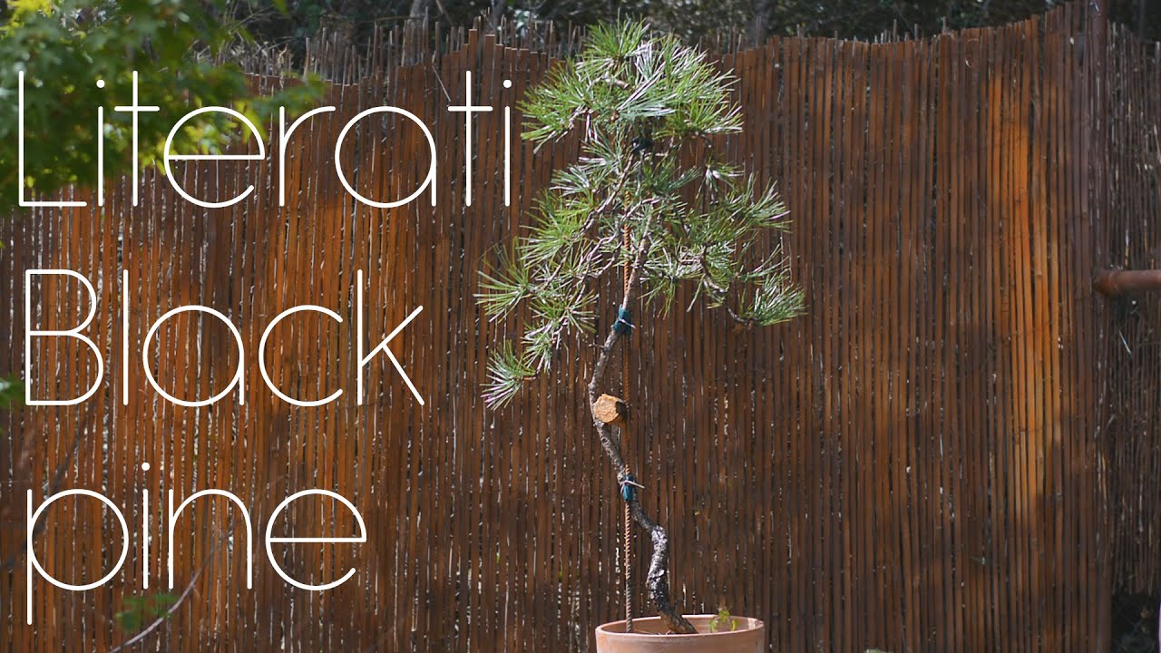 Literati Black Pine - Arkefthos Bonsai