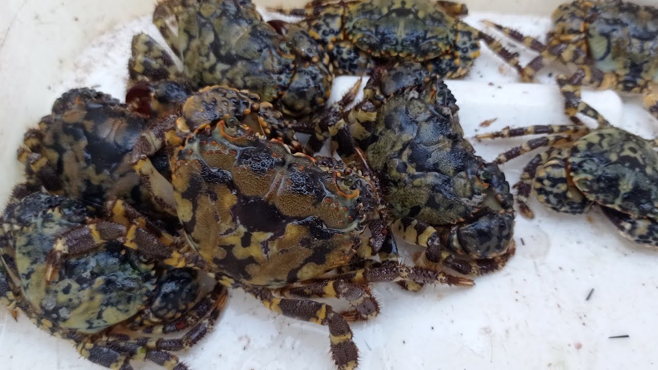 ESSA ISCA É PRA PEIXE GRANDE PESCARIA DE COSTEIRA OU COSTÃO GUARAPARI ES PESCARIA...