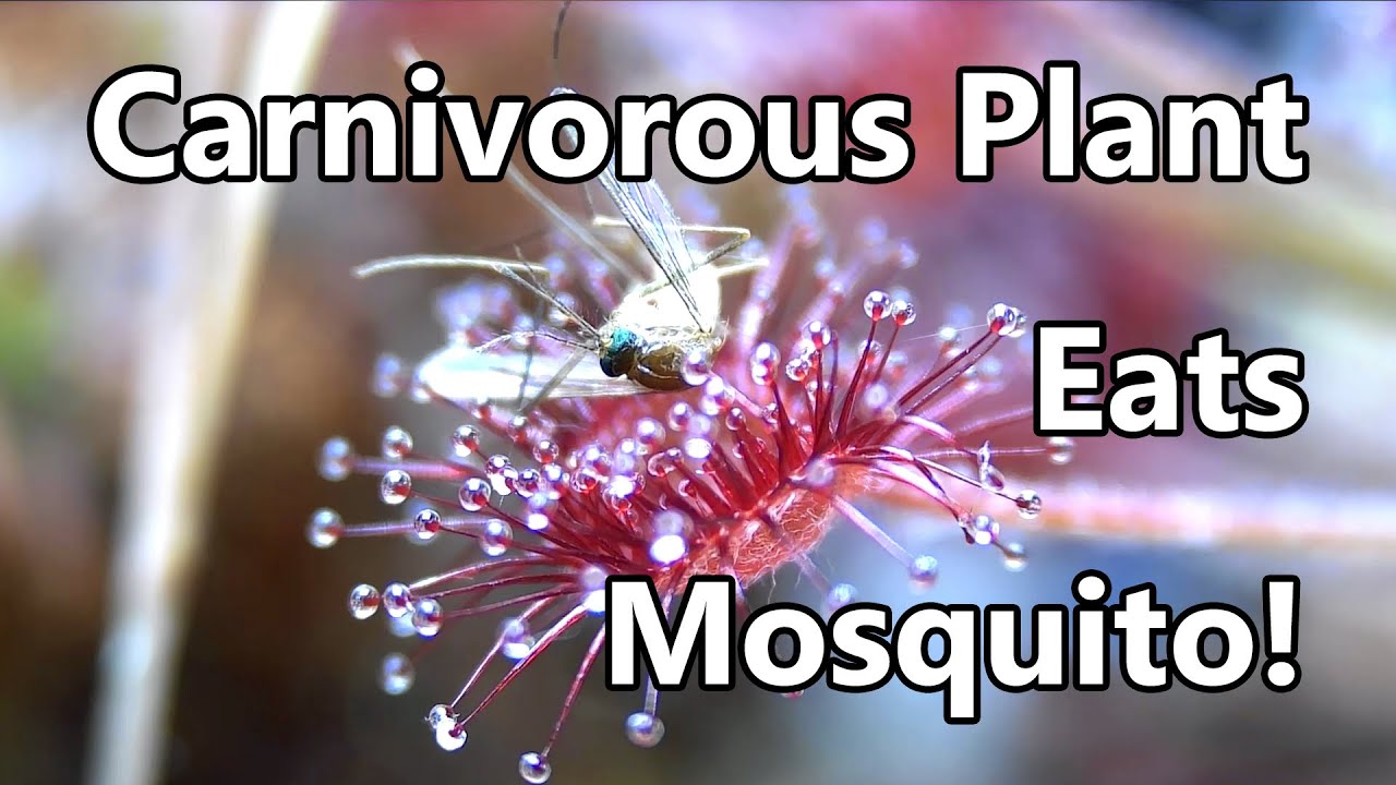 Feeding a sundew carnivorous plant! | Timelapse ep15: Drosera lanata x ordensis