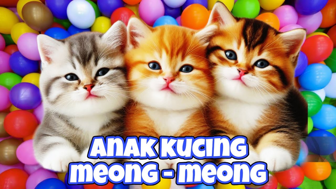 ANAK KUCING MEONG MEONG‼️ ANAK KUCING GEMOY KUCING ANGGORA ‼️KUCING MEONG MEONG 