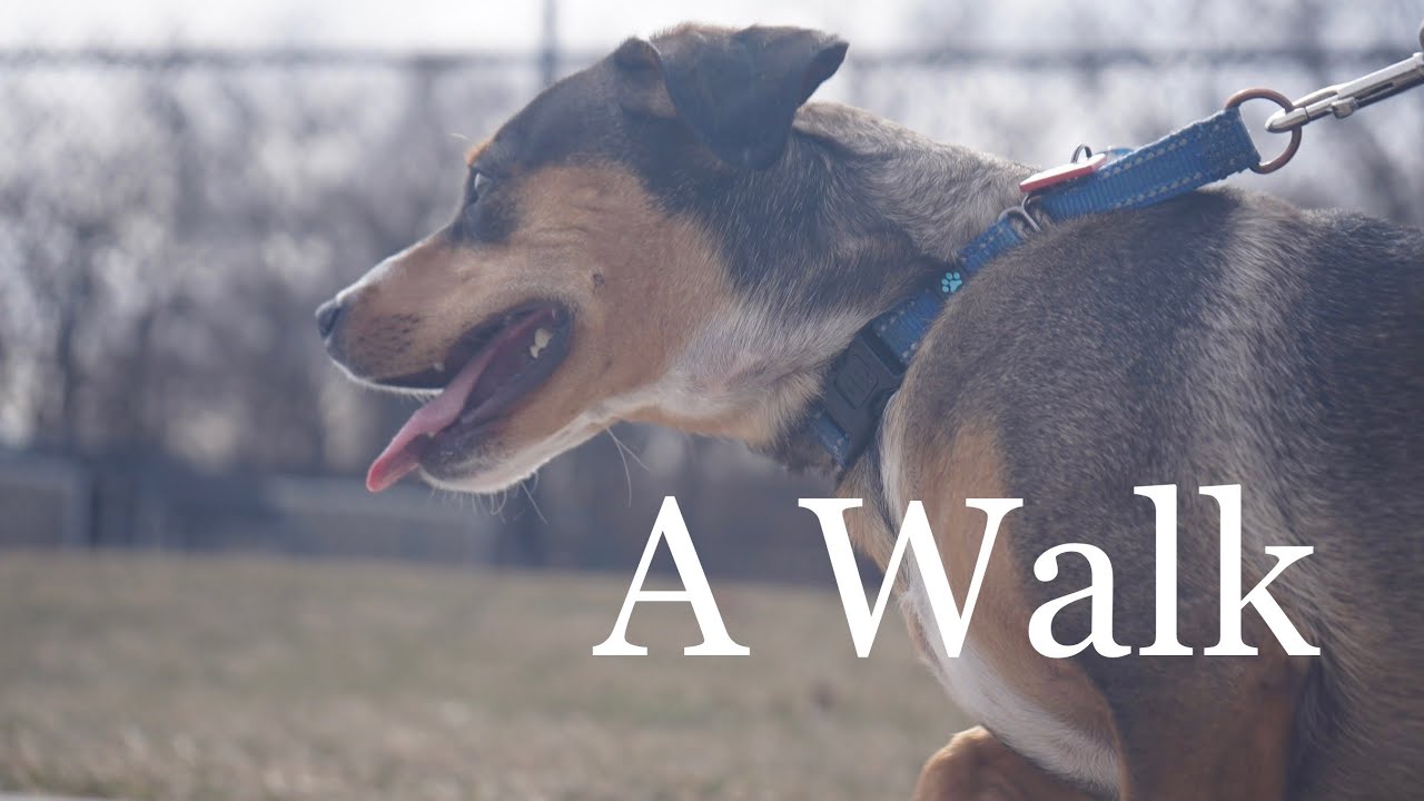 A Cinematic Dog Walk (and photography tips)