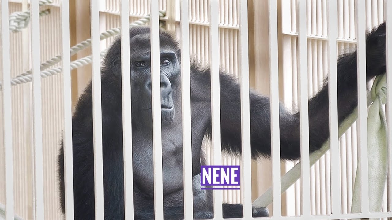 Пожилая самка гориллы интересуется людьми | Nene | The Shabani's family