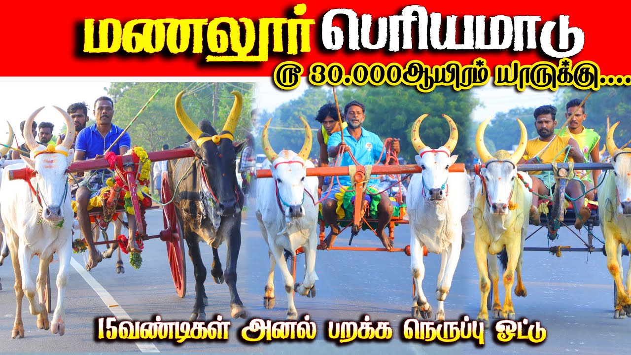 மணலூர் பெரியமாடு பந்தயம் 13.12.2025