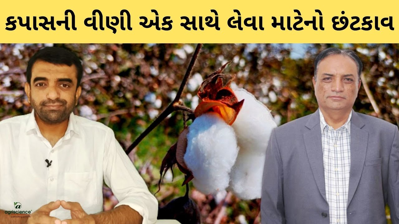 કપાસની વીણી એક સાથે લઇ શકાય એ માટેની ટેકનિક | Cotton | Kapas | Agriscience