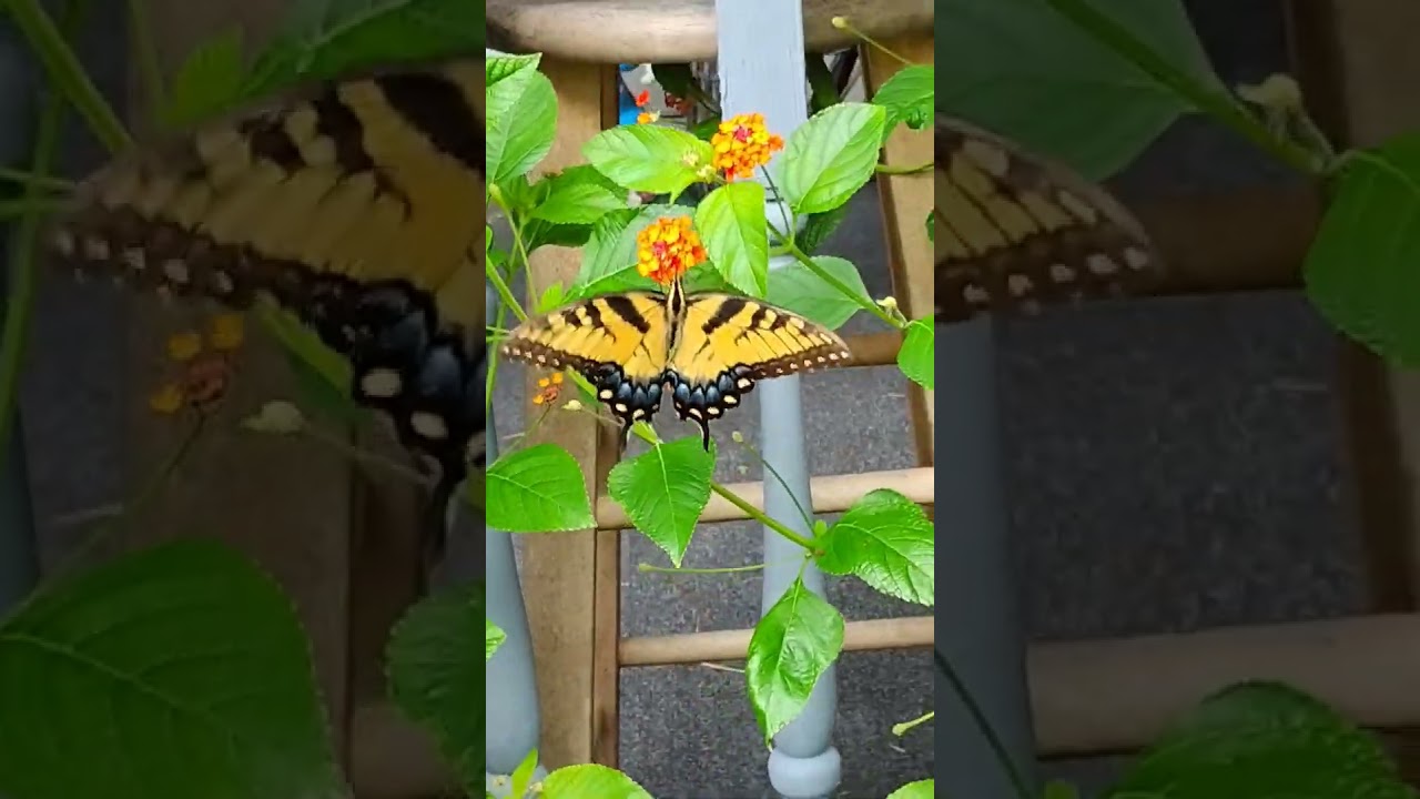 INCREDIBLE CLOSE UP OF EASTERN TIGER SWALLOWTAIL BUTTERFLY EATING!!!
