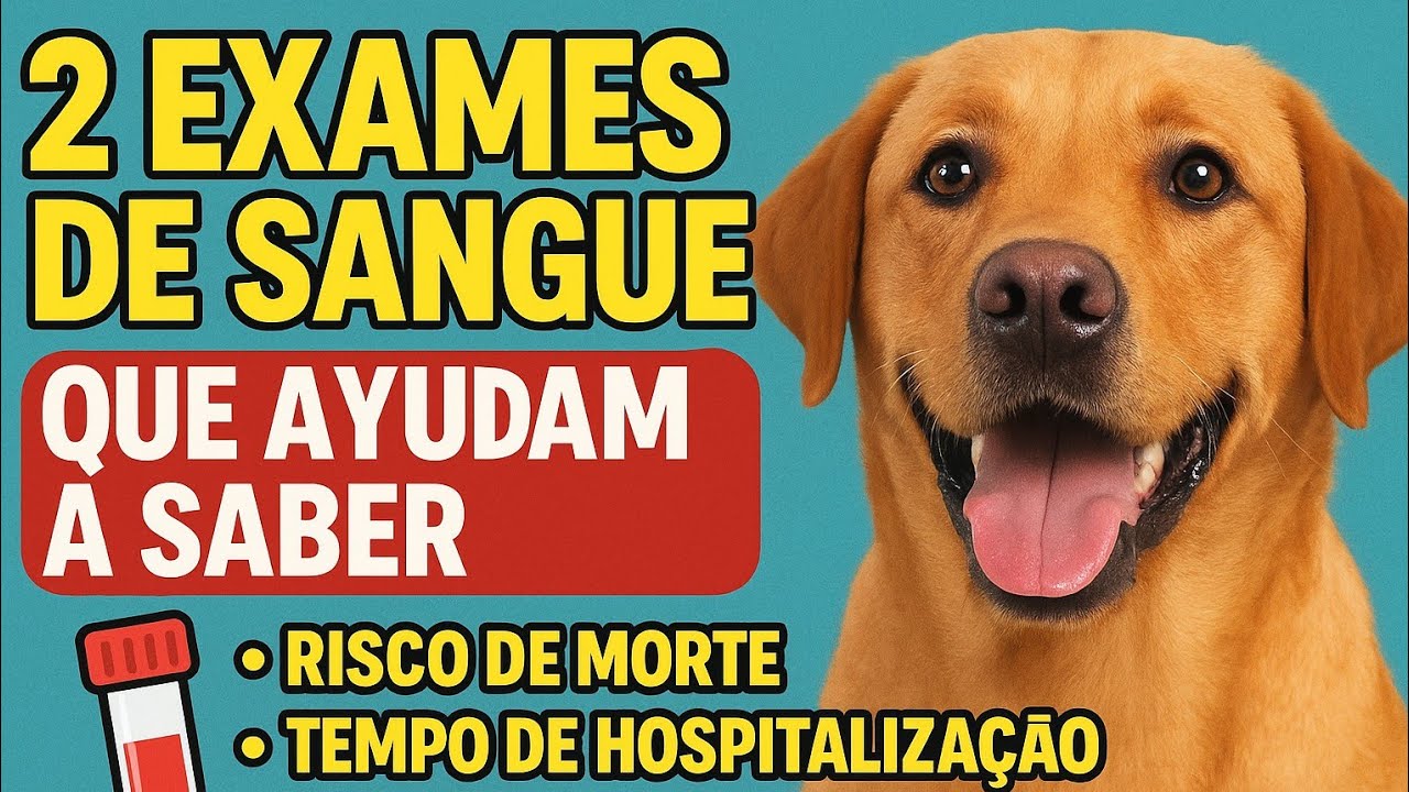 Descubra a gravidade da doença do seu cão com apenas 2 exames!