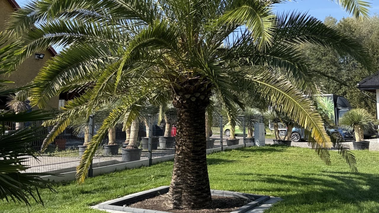 Daktylowiec i Waszyngtonia w Palmgarden