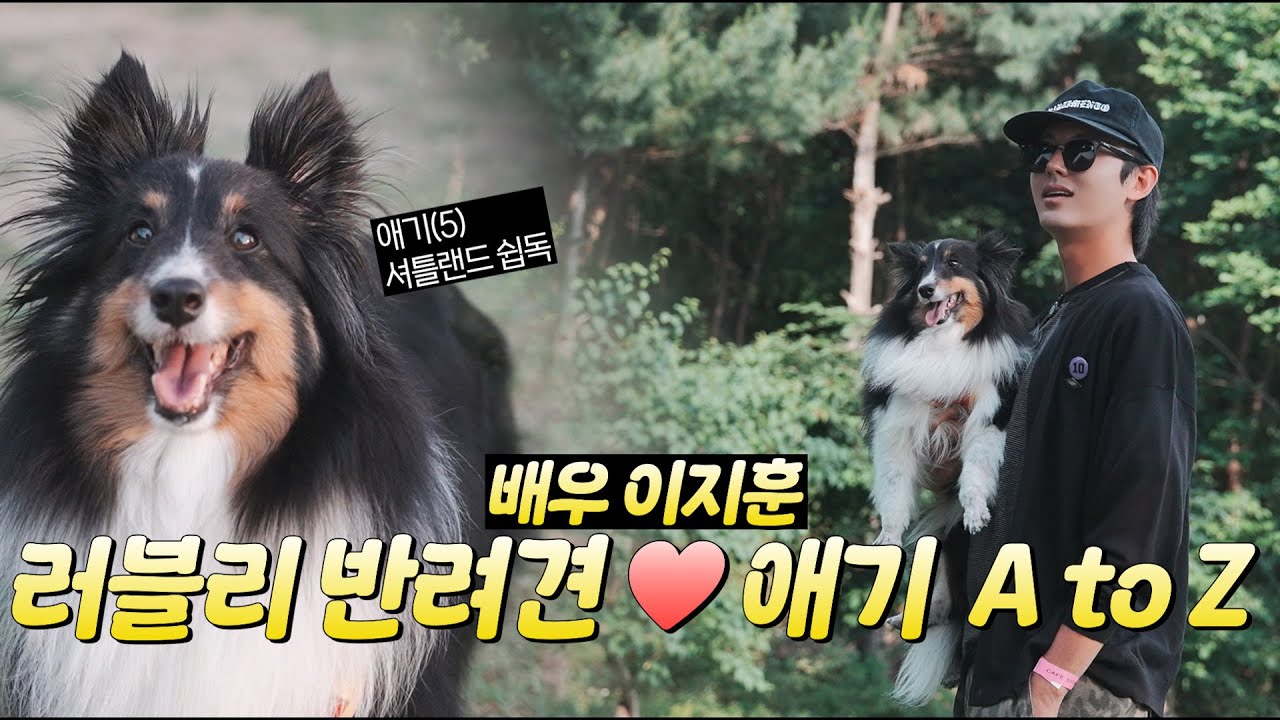 반려견 애기와 애견카페 #셔틀랜드 쉽독