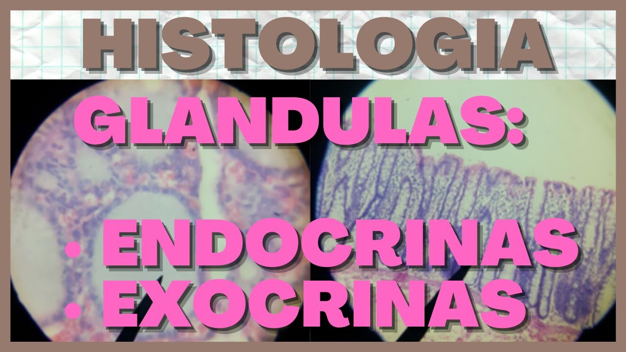 Glandulas Endocrinas y Exocrinas (Histología)