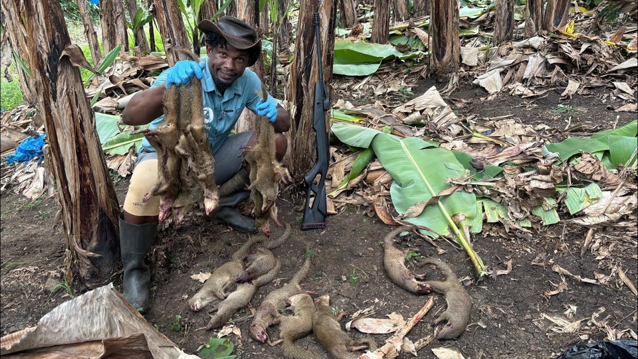 Удаление опасных мангустов с банановой плантации: борьба с инвазивными видами диких животных | Эп...
