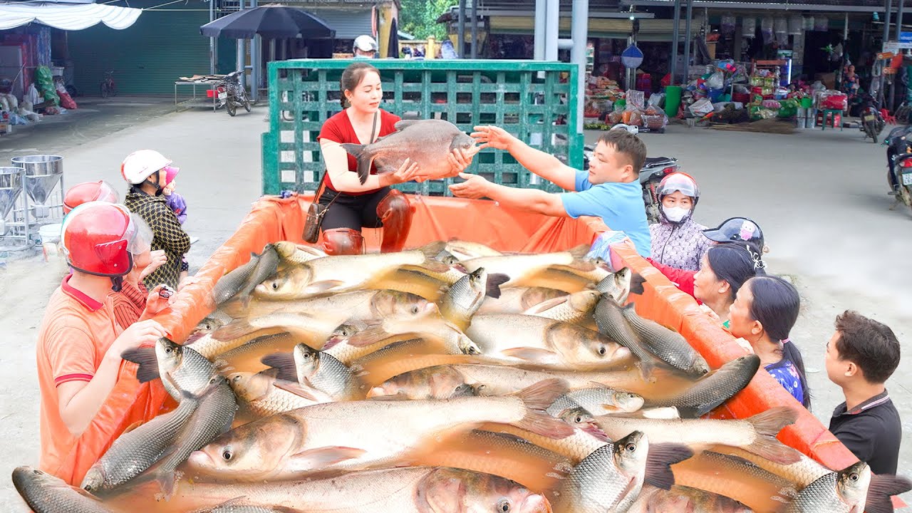 Buy Large Quantities of Pomfret From Farmers - Use Truck Transport Many Fish Goes To Market Sell