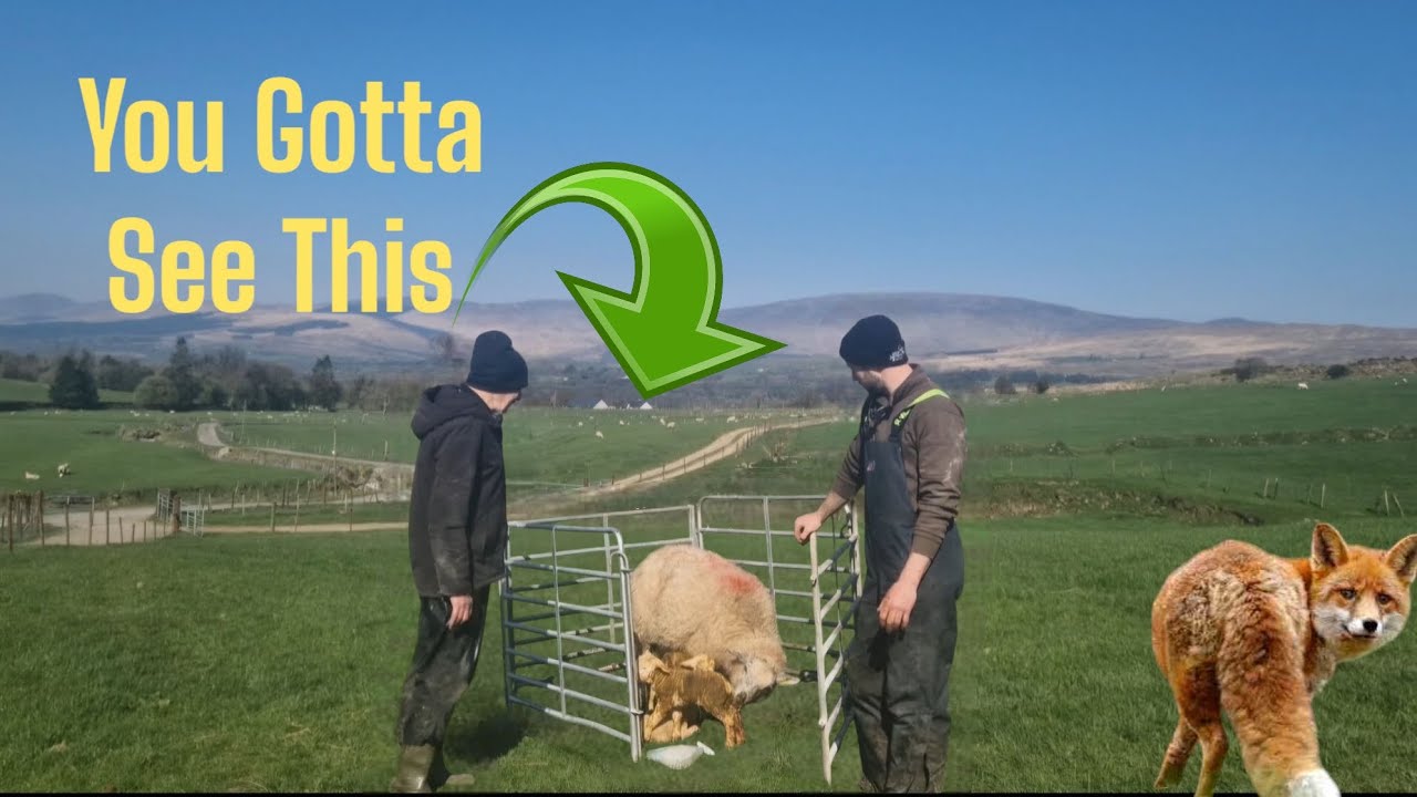 A must see, Farming challenges #farm #farming #sheep #irish #Ireland #UK #tractors #dogs #tepari