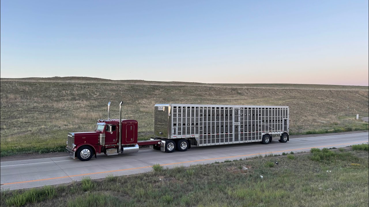 Loading fat cattle in western Kansas #largecar #cowtrucking #feedlot #fatcattle 