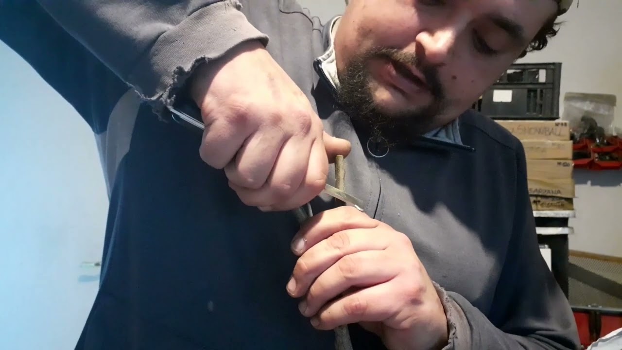 INNESTO DI CILIEGIO SU PRUGNOLO O SUSINO SELVATICO IL MIGLIOR PORTA INNESTO