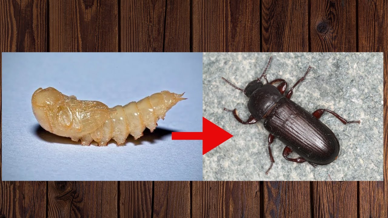 Metamorfose,  PUPA DE TENEBRIO virando besouro.