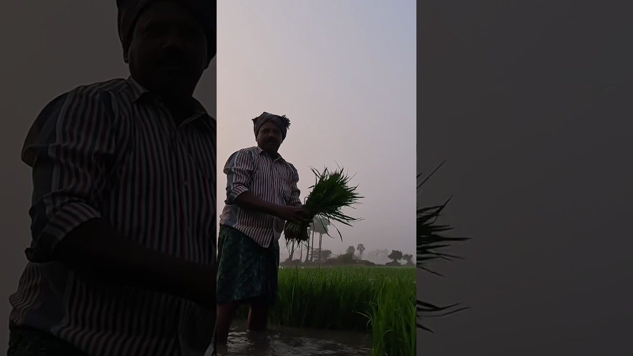 Agriculture #ricecrops 🌾 #village #youtubeshorts #palleturu #farming