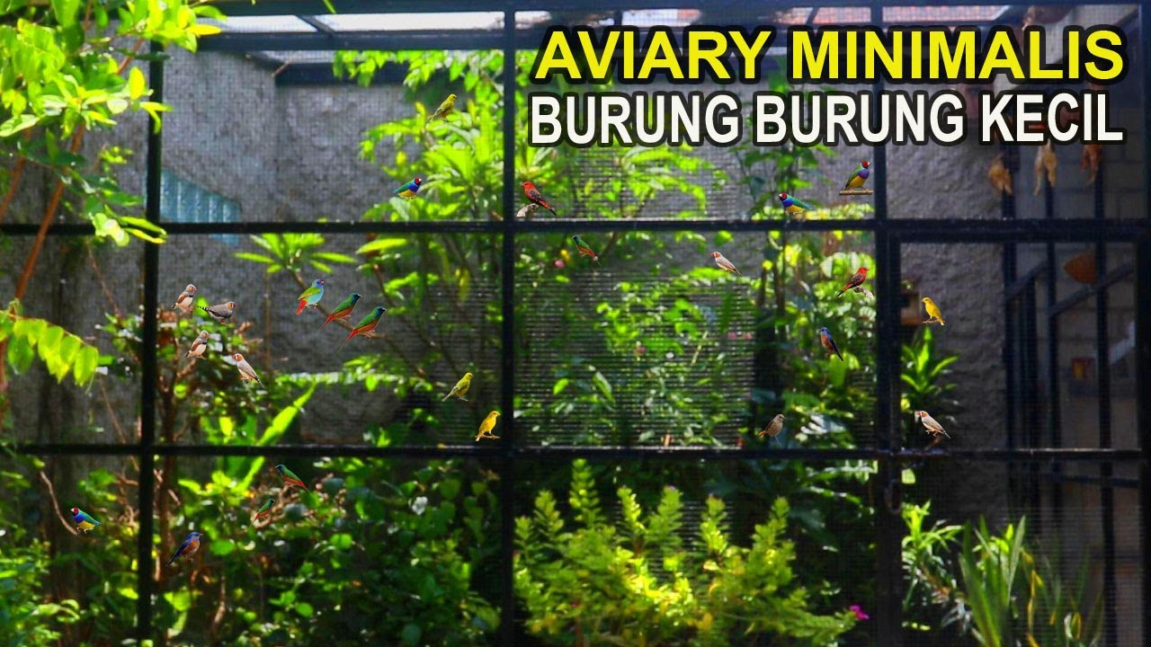 PERKEMBANGAN AVIARY MINIMALIS 3m x 3m x 3m