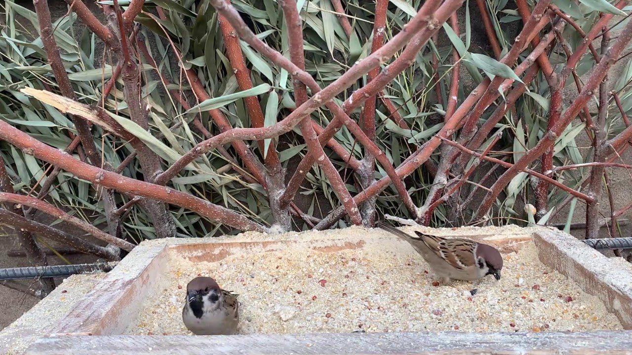 🔴 LIVE Sparrow Bird Feeder 24/7 🐦 Calm Backyard Birds | Relax & Sleep-20260214
