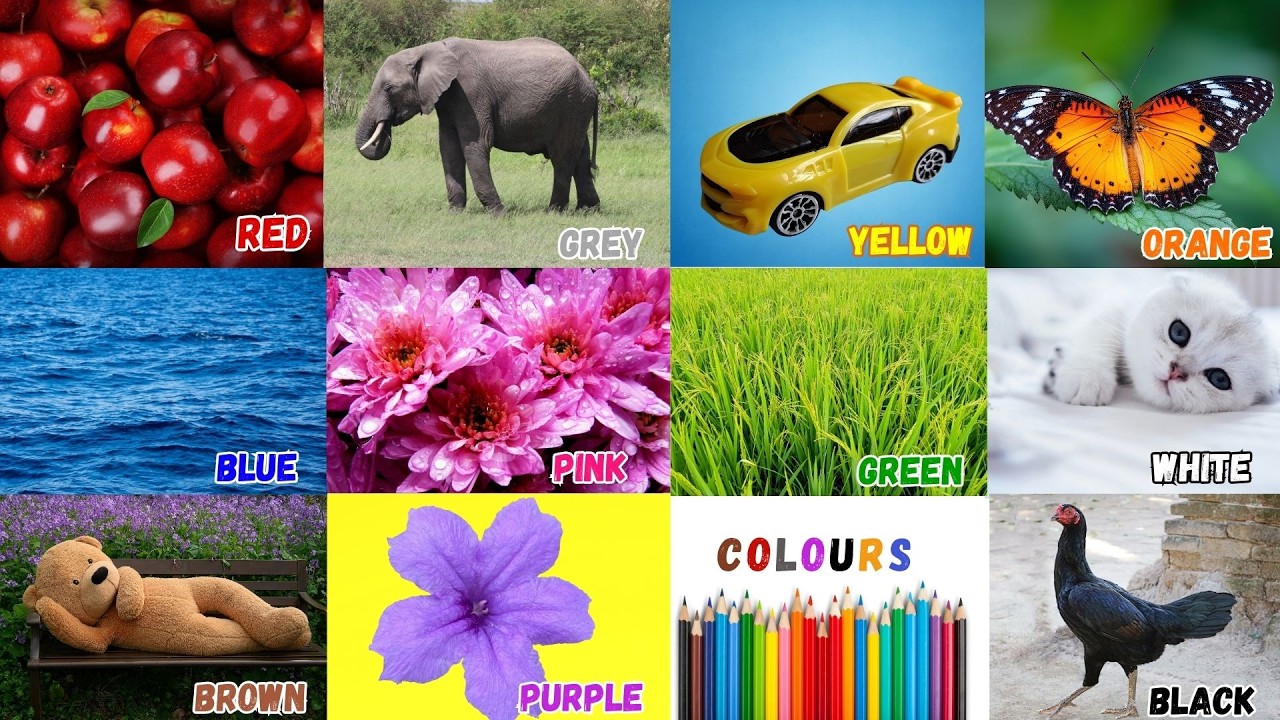 We Love All the Colors|English Color Name|Red Red Roses & Strawberry Song|Nursery Rhymes & Kids Song