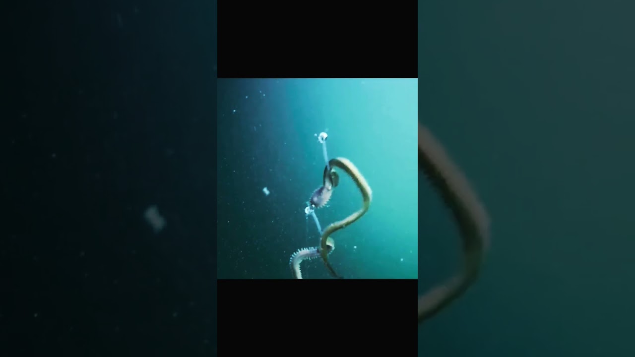 Cara ikan makan umpan cacing laut #fishing #mancing #fishingvideo